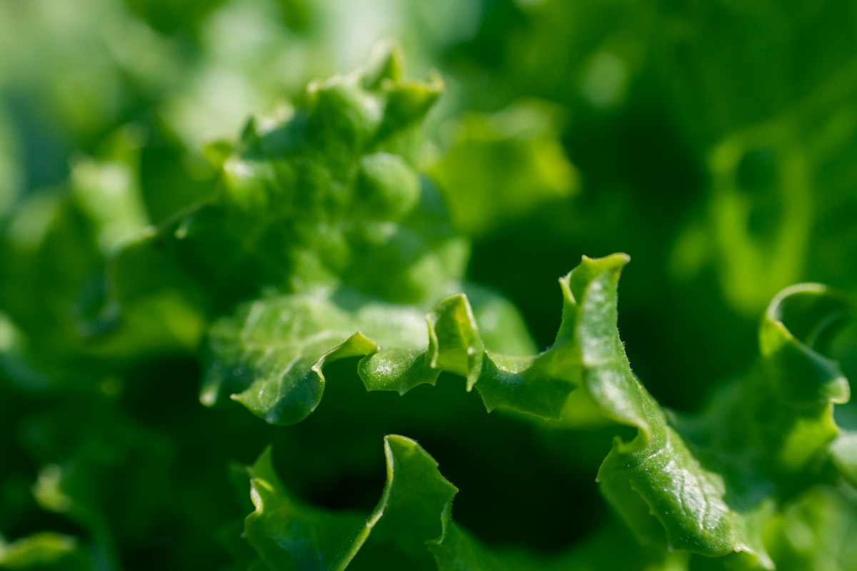 Sautéing fresh greens in a pan with olive oil